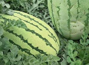 免费吃瓜官网,揭秘网络娱乐新潮流，畅享无界限的趣味盛宴