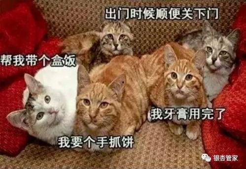 猫咪再见娱乐吃瓜酱