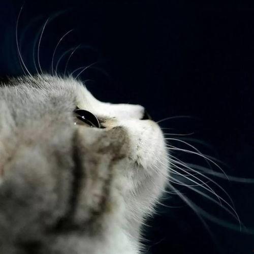 猫咪再见娱乐吃瓜酱