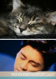 娱乐圈吃瓜猫,揭秘吃瓜猫背后的娱乐真相