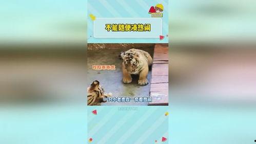 虎虎爱娱乐吃瓜,揭秘娱乐圈背后的那些事儿